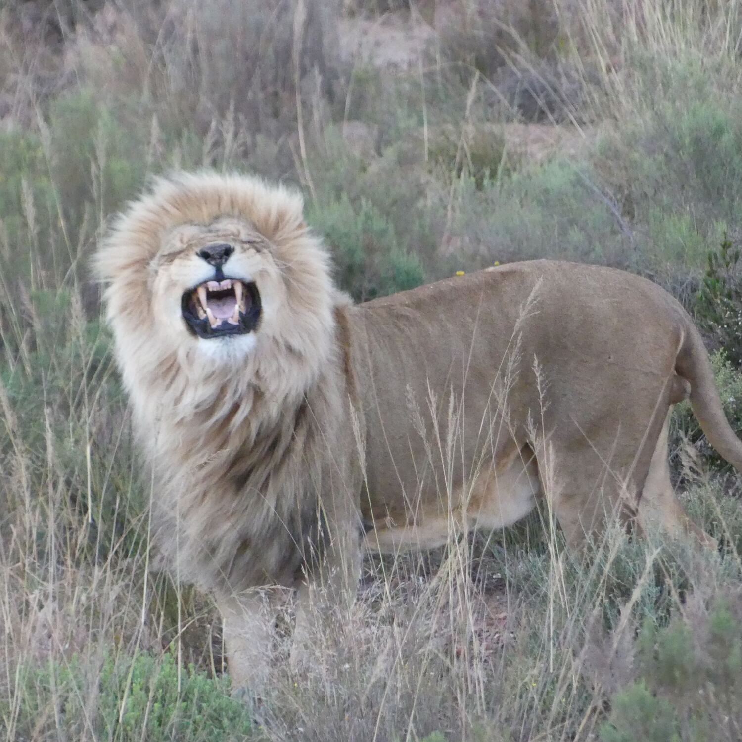 Südafrika