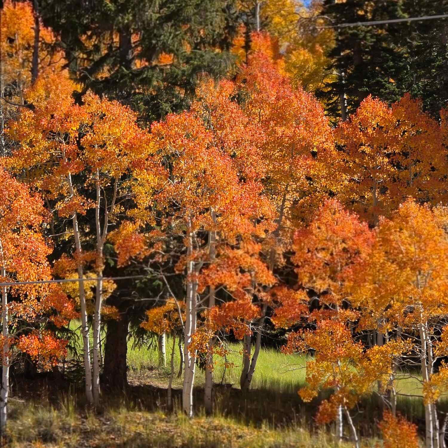 Brianhead leaf peeping