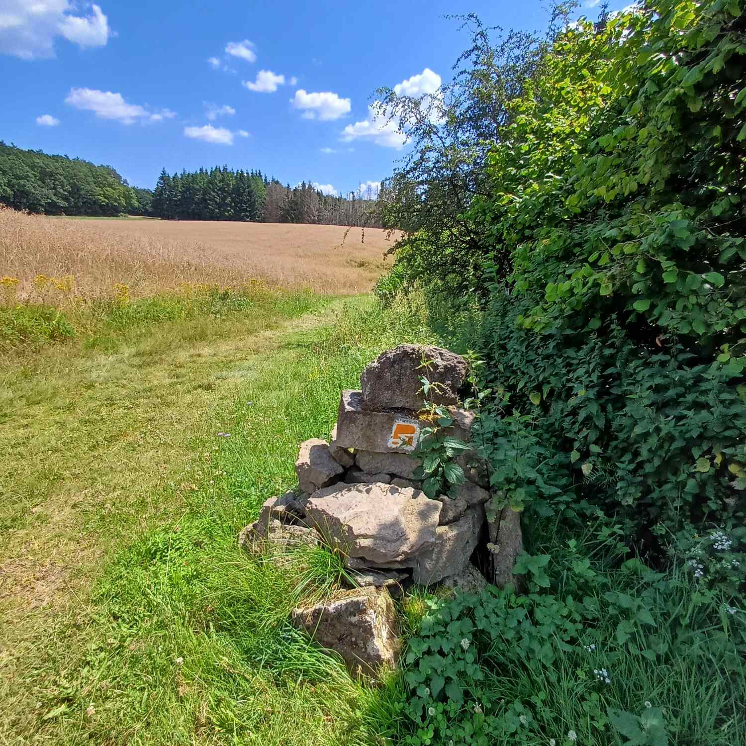 Traumpfad Waldseepfad Rieden