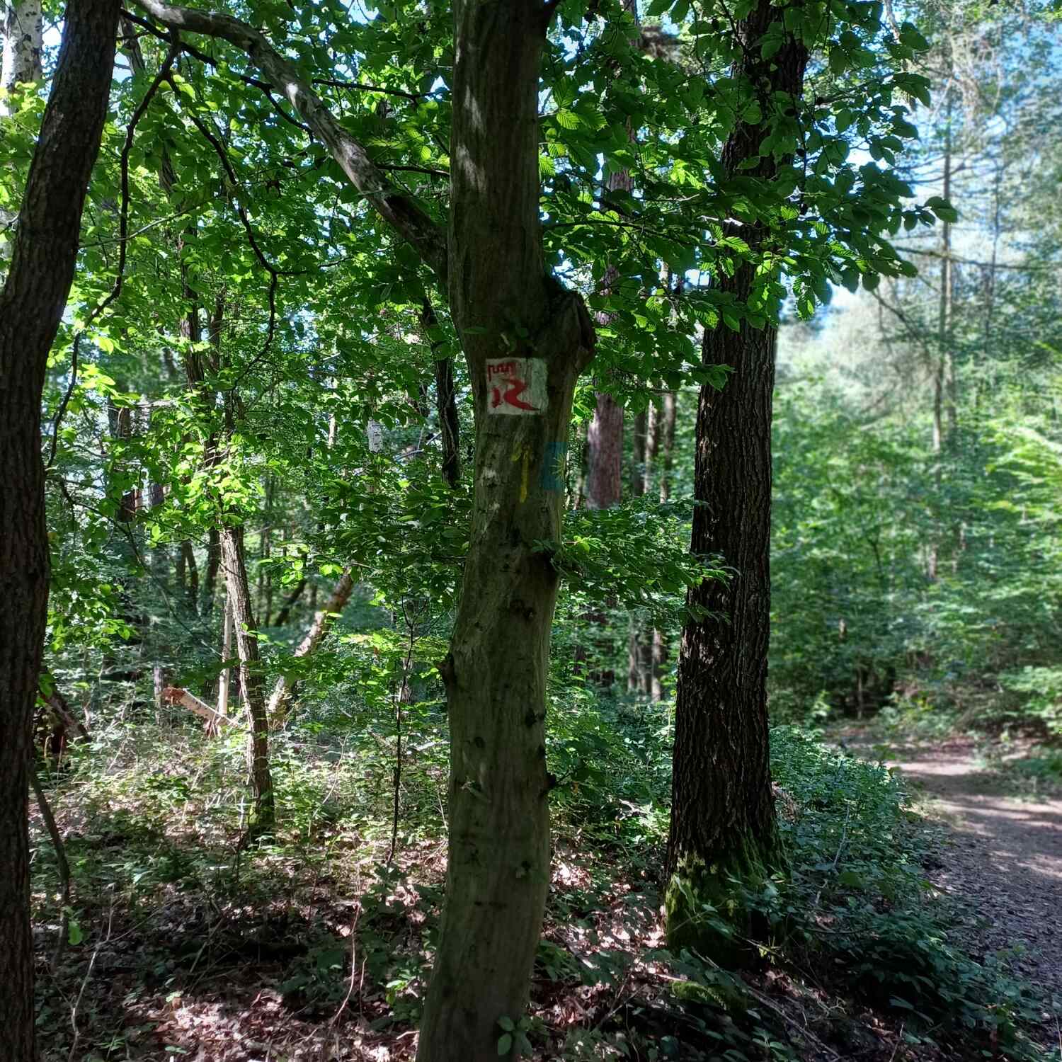 Rheinburgenweg Etappe 2 und 3