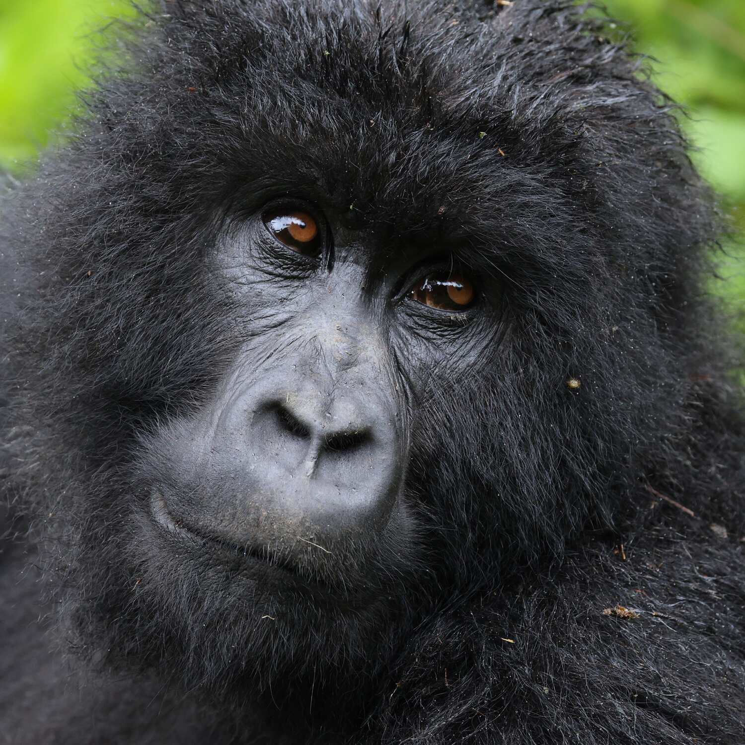 Ruanda und Uganda
