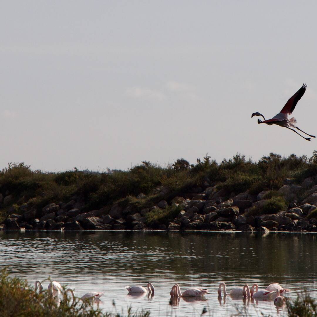 Herbst in der Camargue.