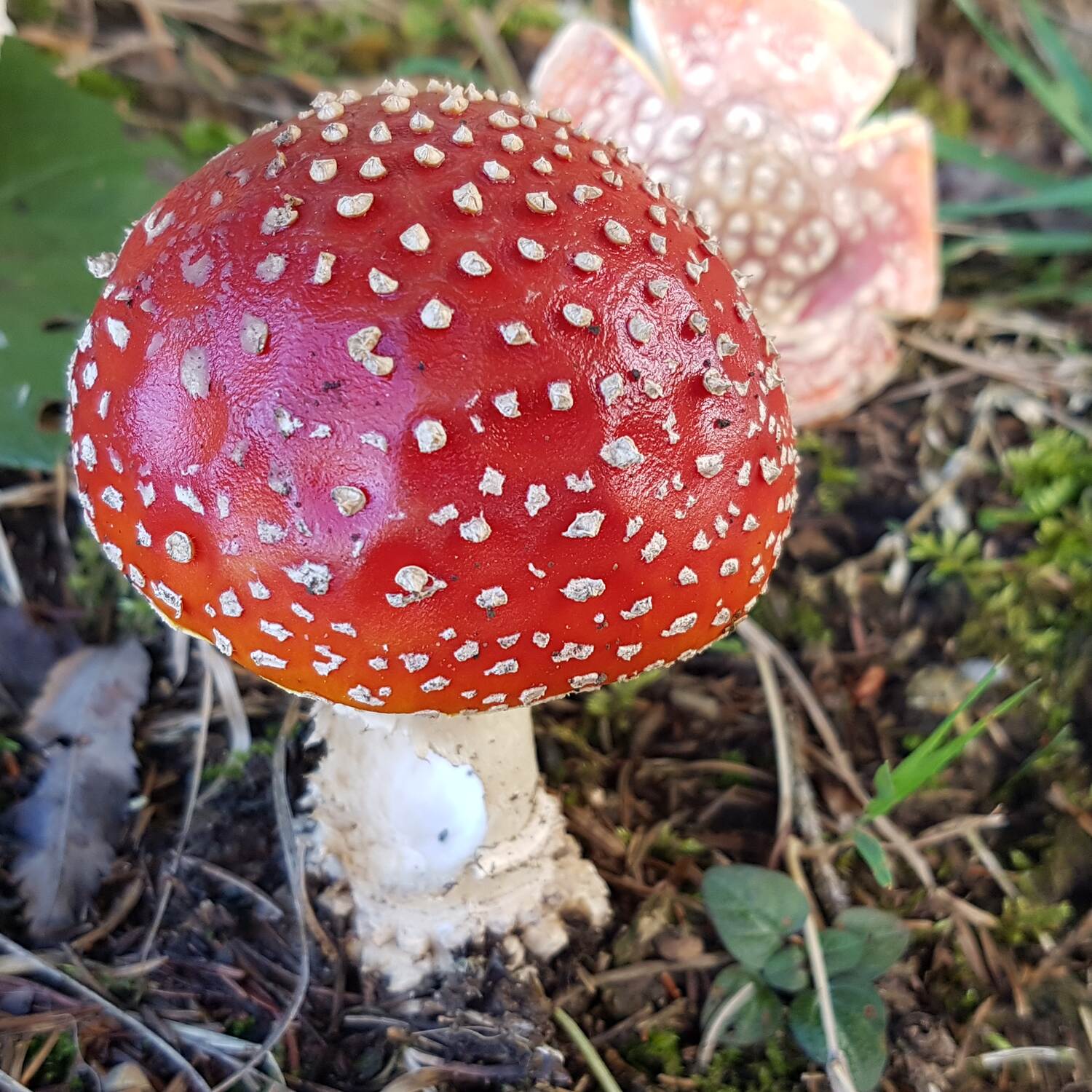 Herbst 2020