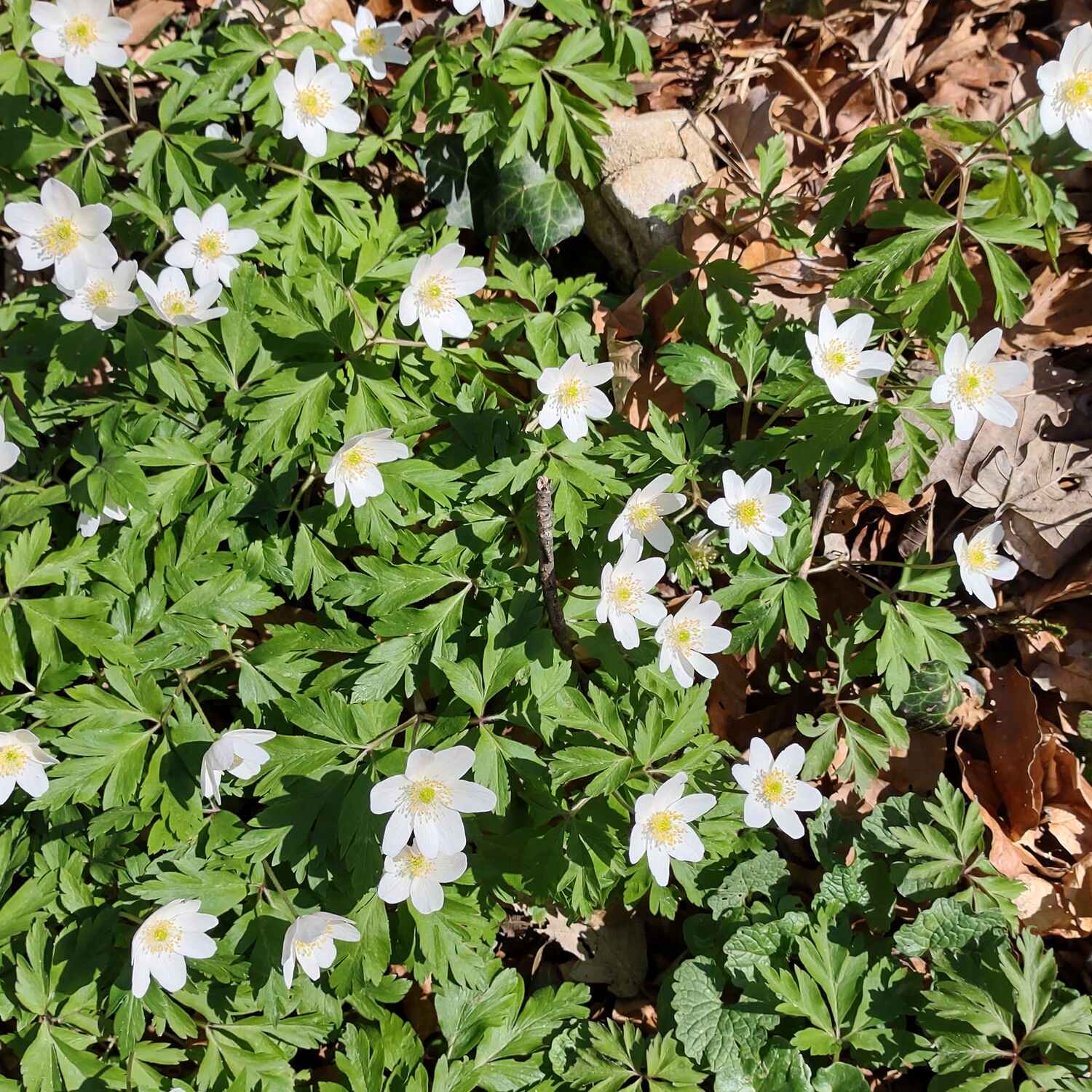 Frühling 2021