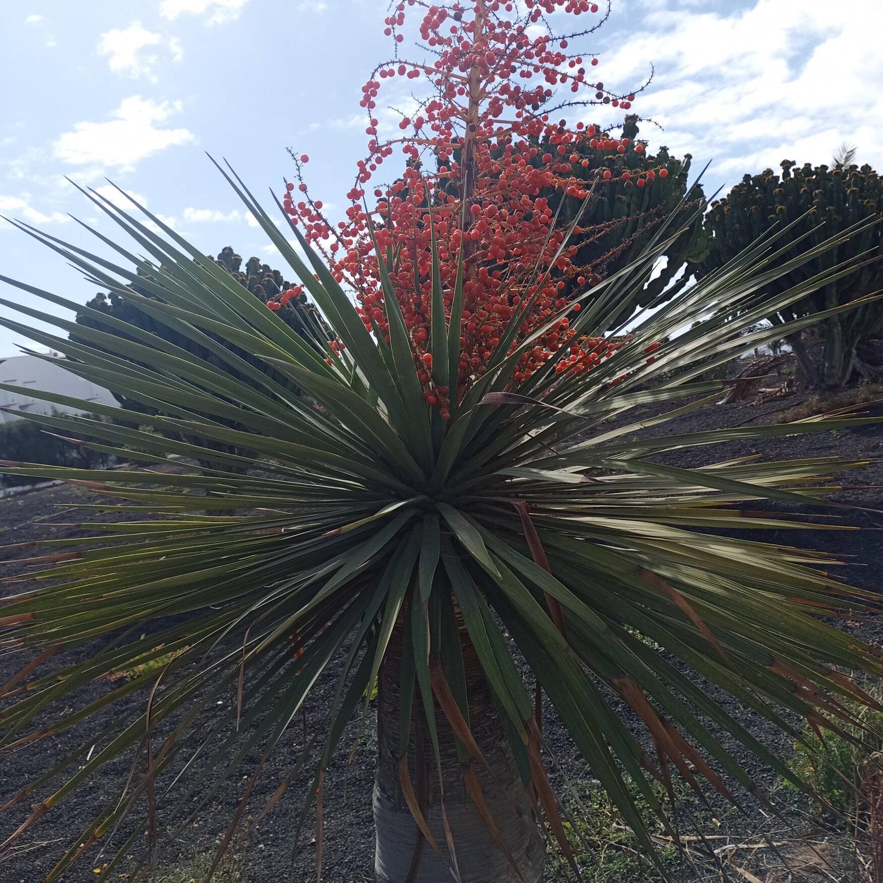 Lanzarote