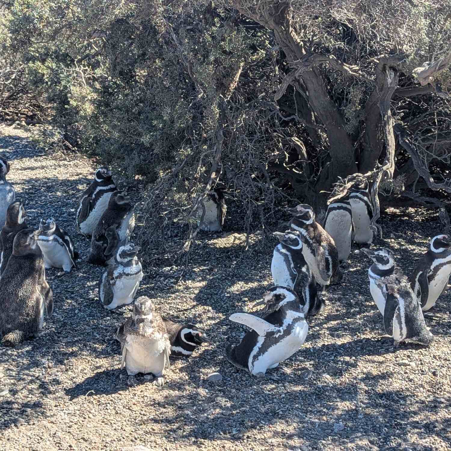 Patagonia