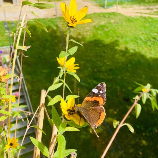 Bella23