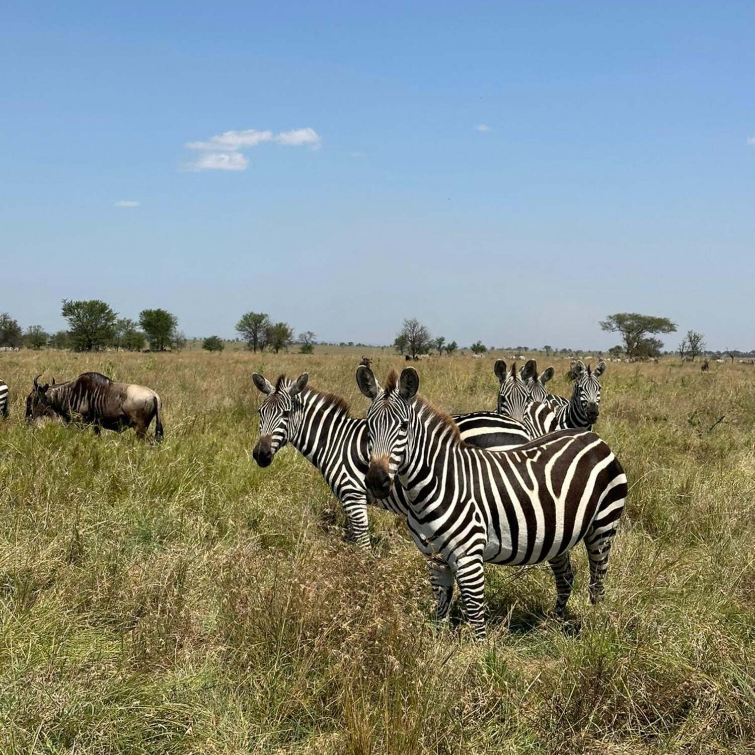 Tanzania
