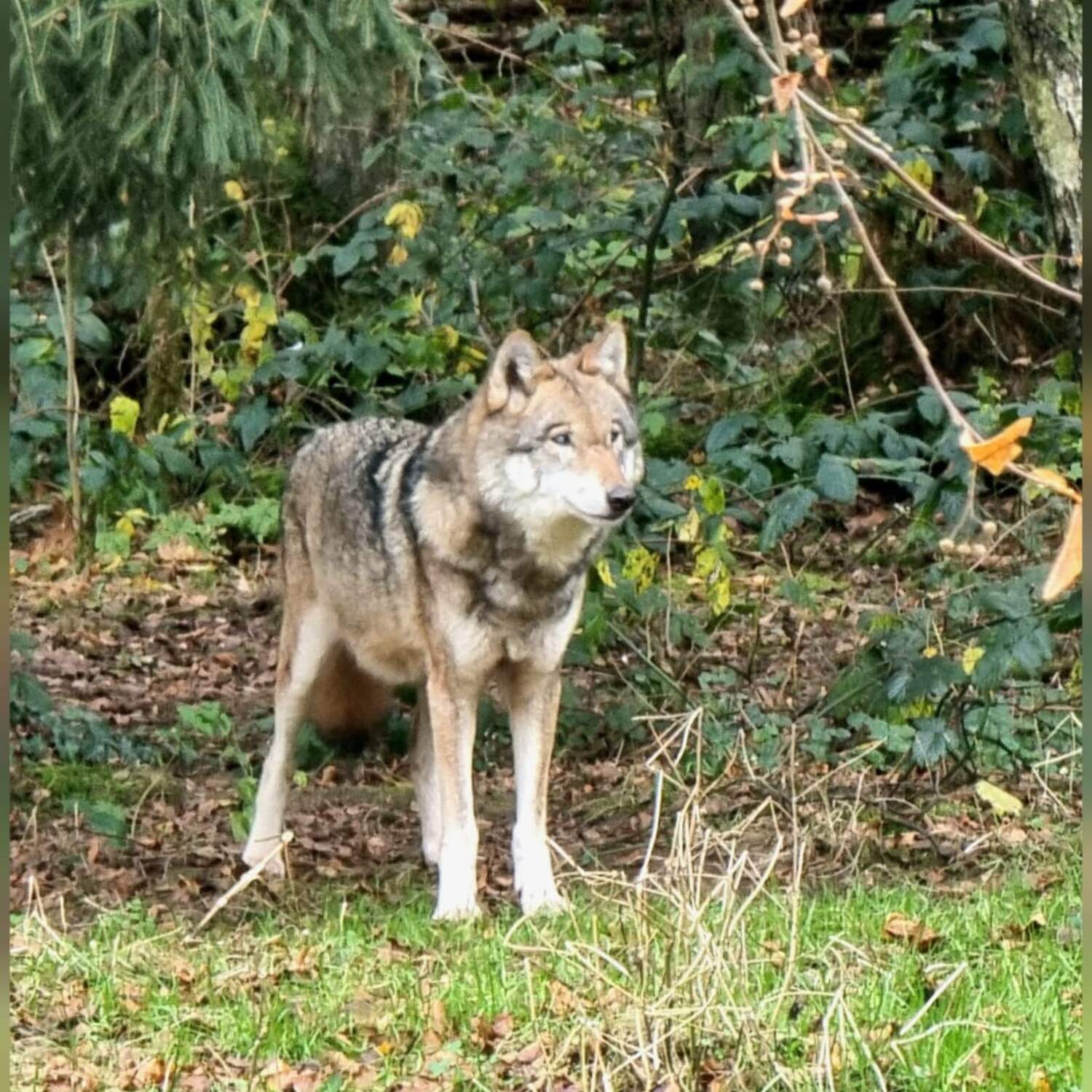 Ausflug Wildpark Eekholt