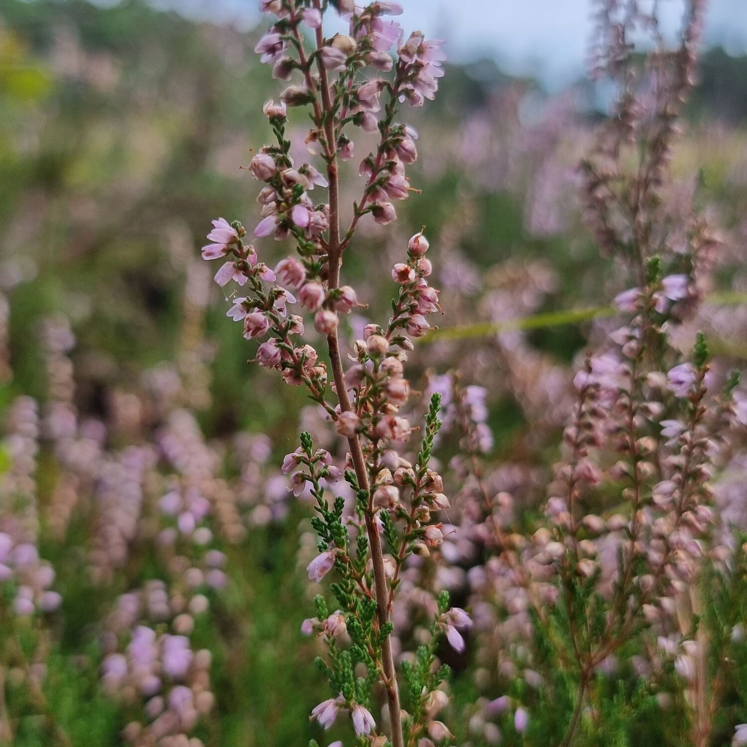 Tagesausflug Barker Heide