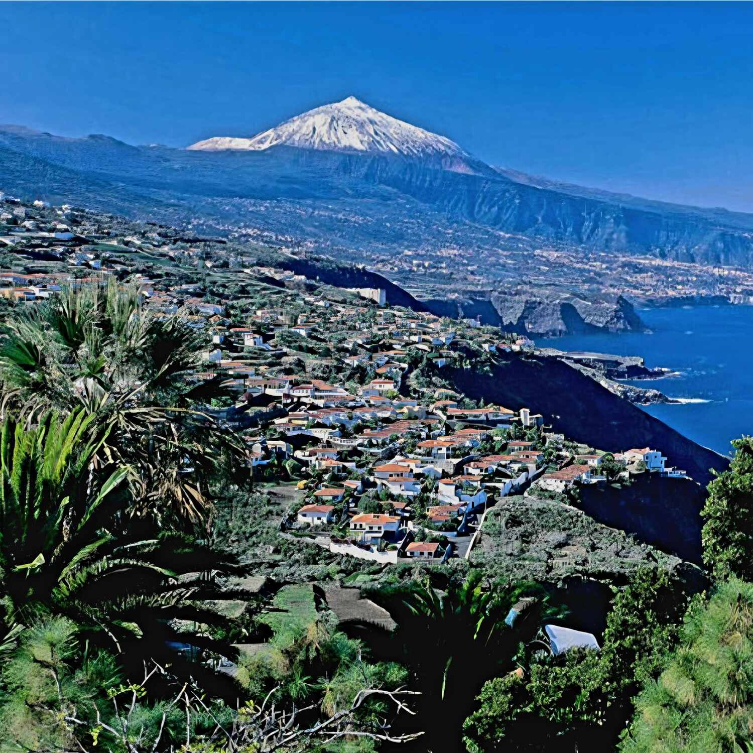 Merle fliegt nach Teneriffa