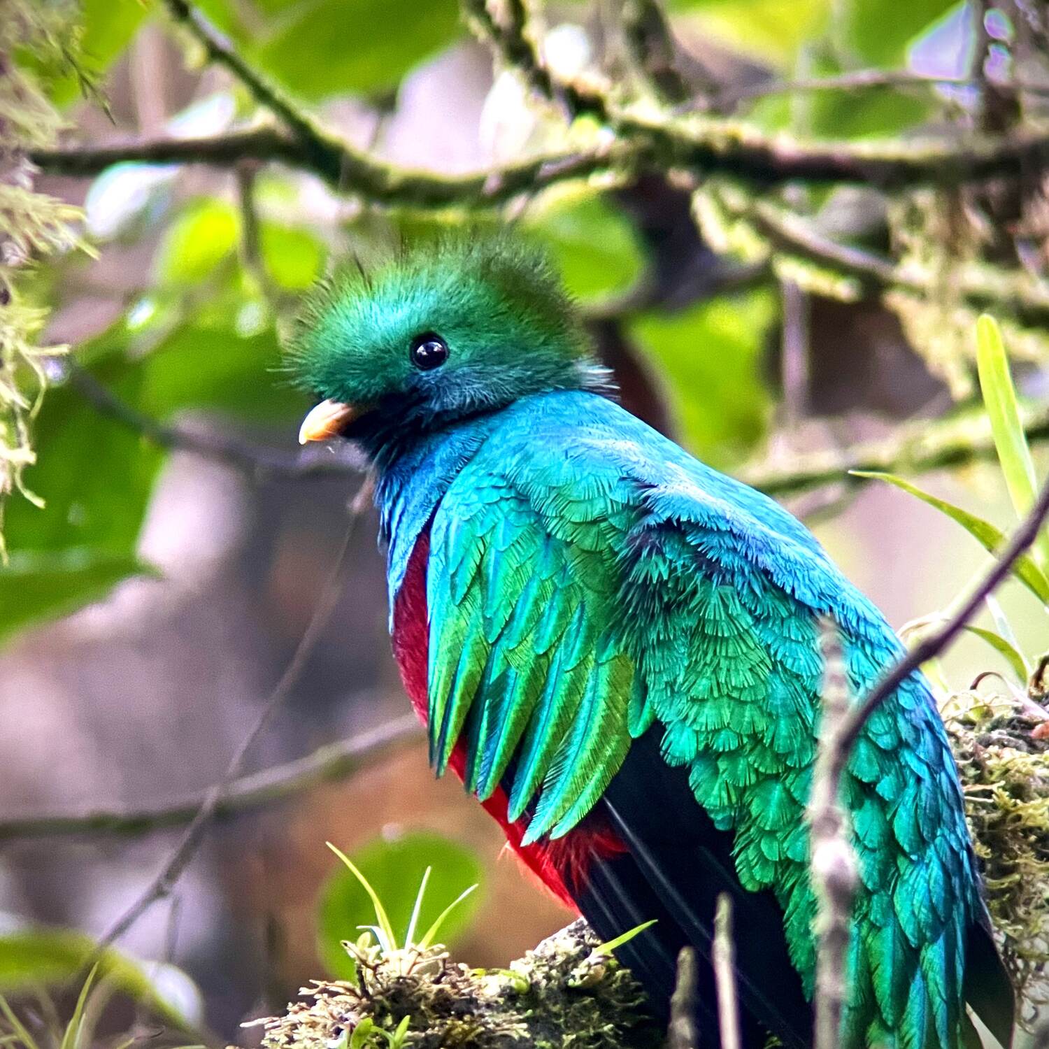 Birding in Guatemala