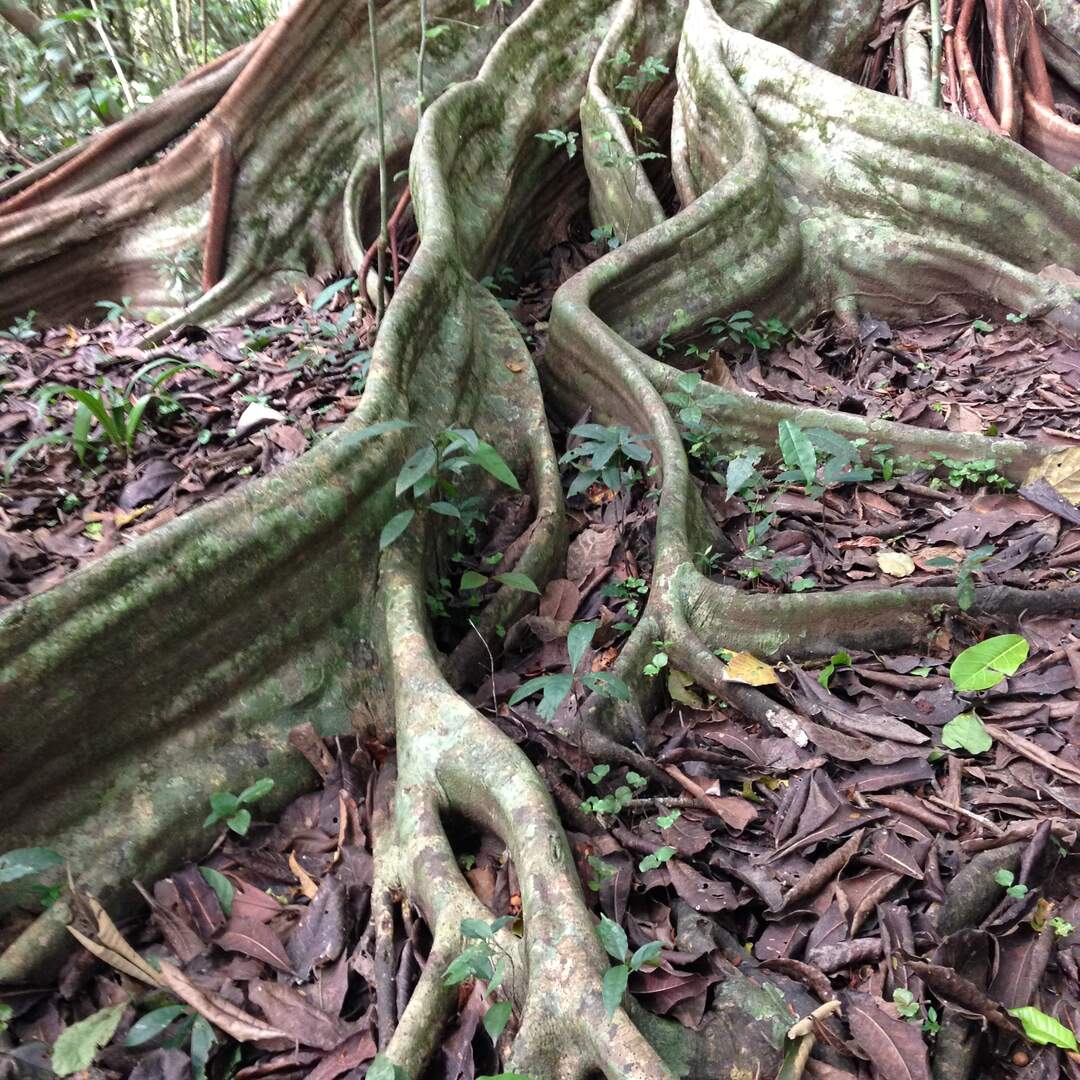 Costa Rica Dreaming