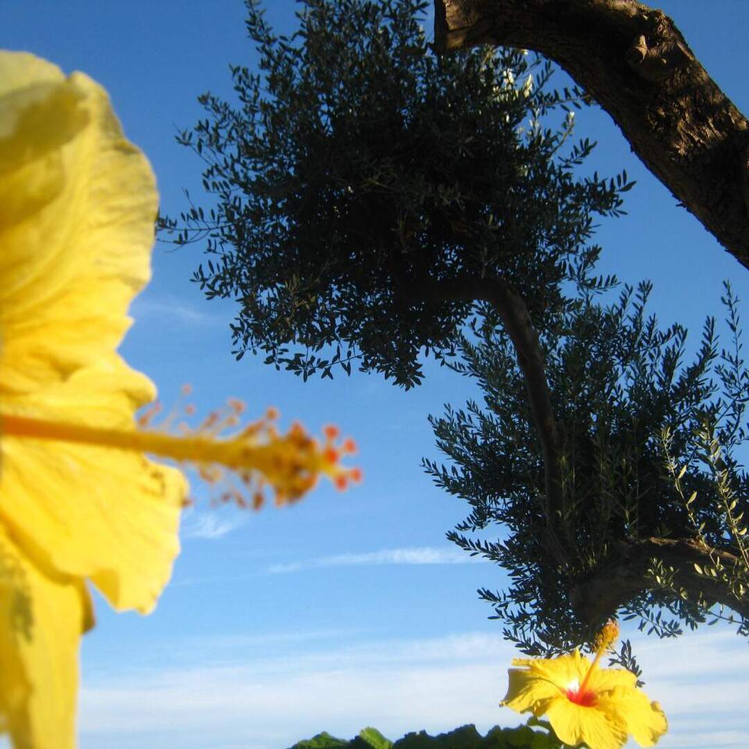ISCHIA