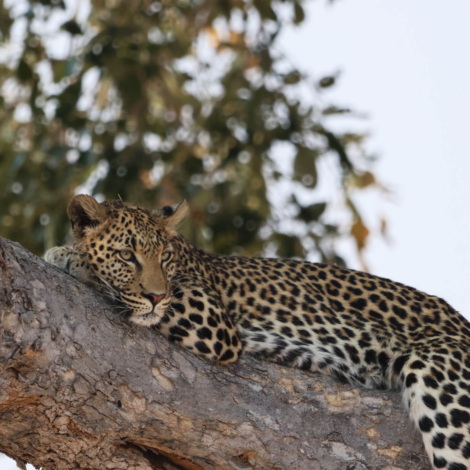 East Africa Adventure