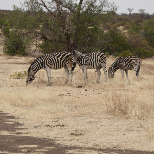 Südafrika 2017