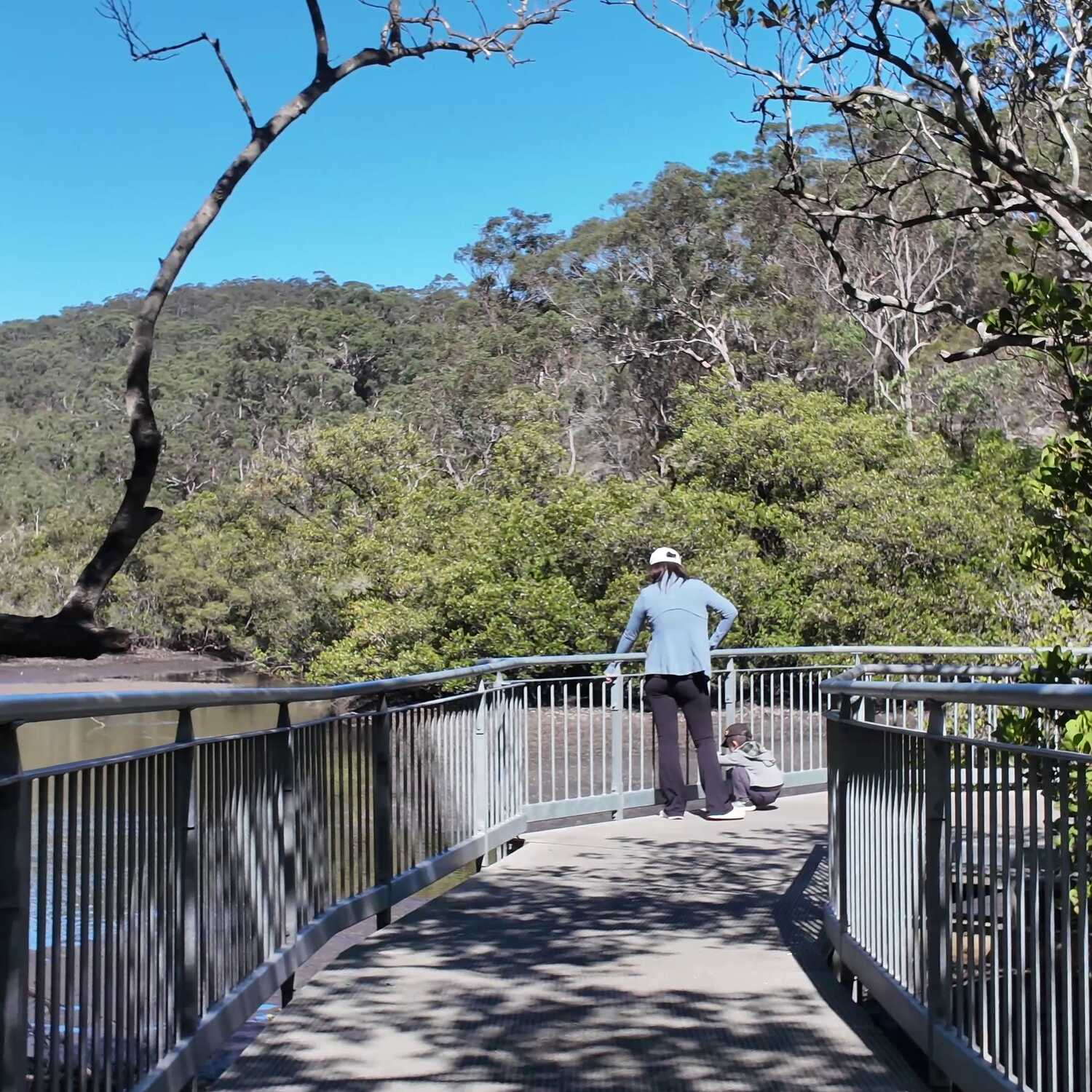 Gibberagong Mangrove Walk, Bobbin Head, NSW