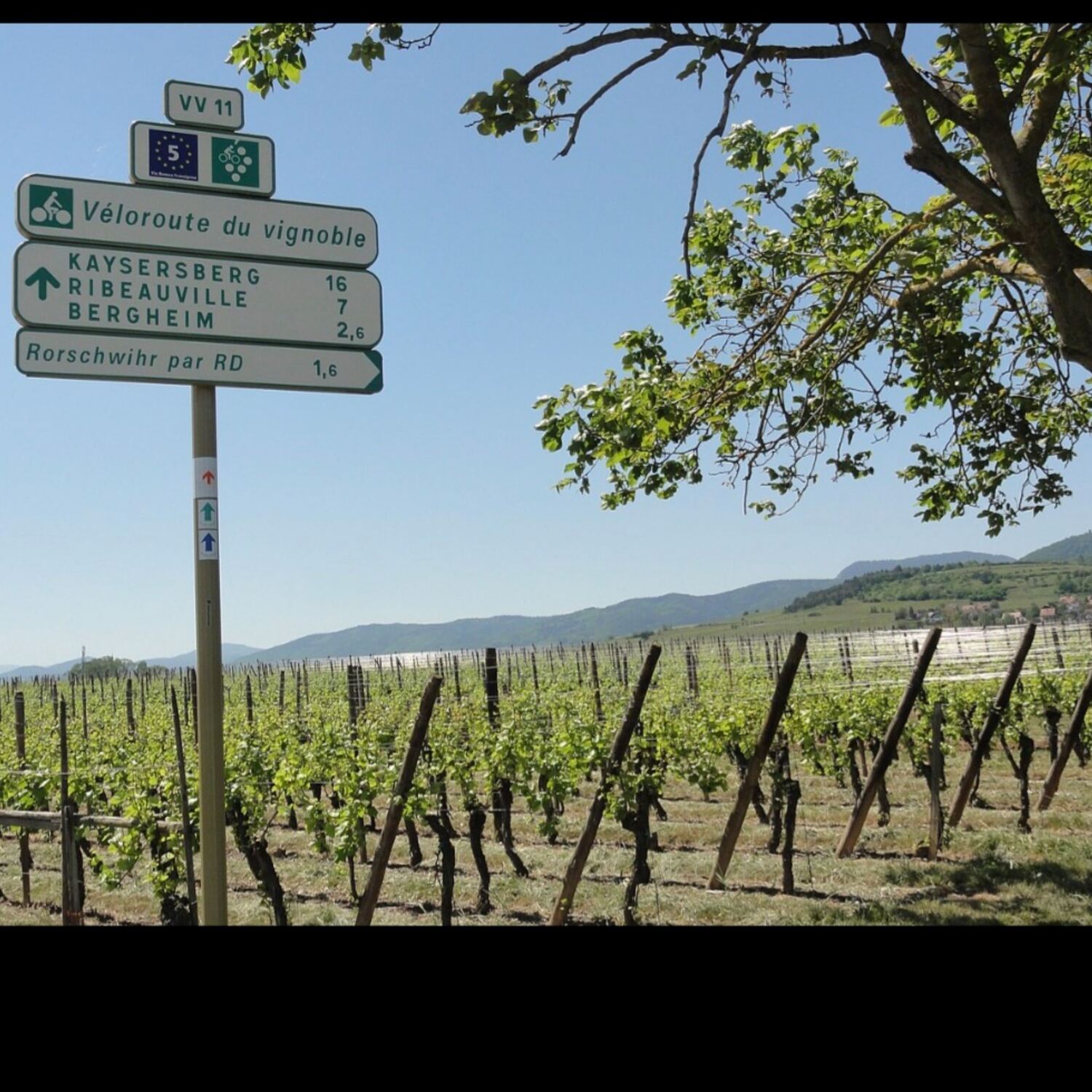 Véloroute des vignobles