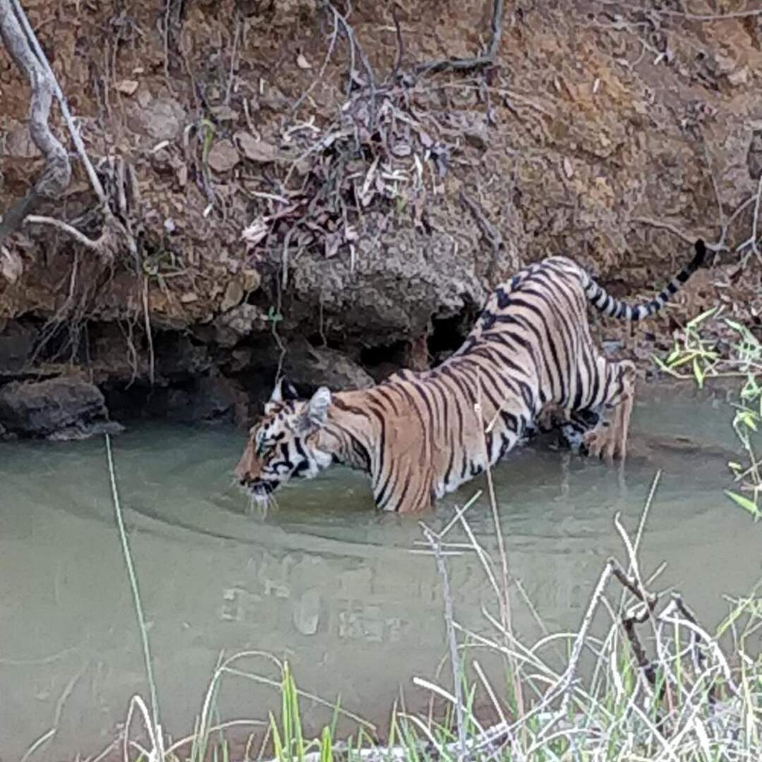 Todoba Jungle Safari - Nagpur