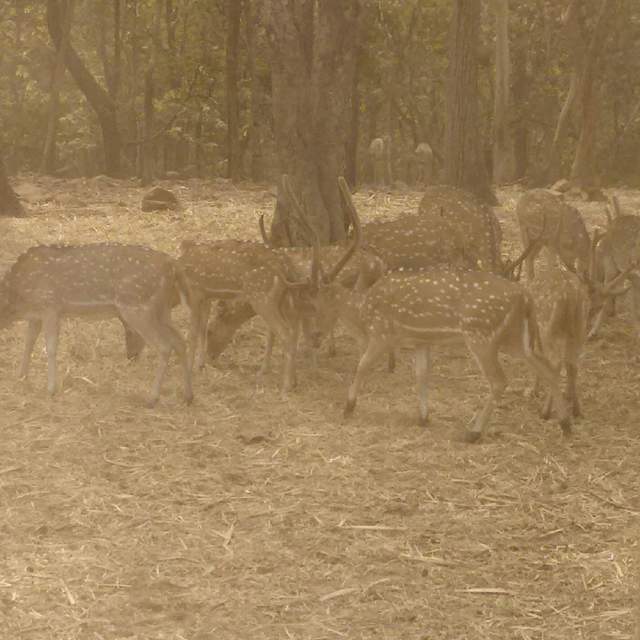 Silvassa Safari, Mar 16