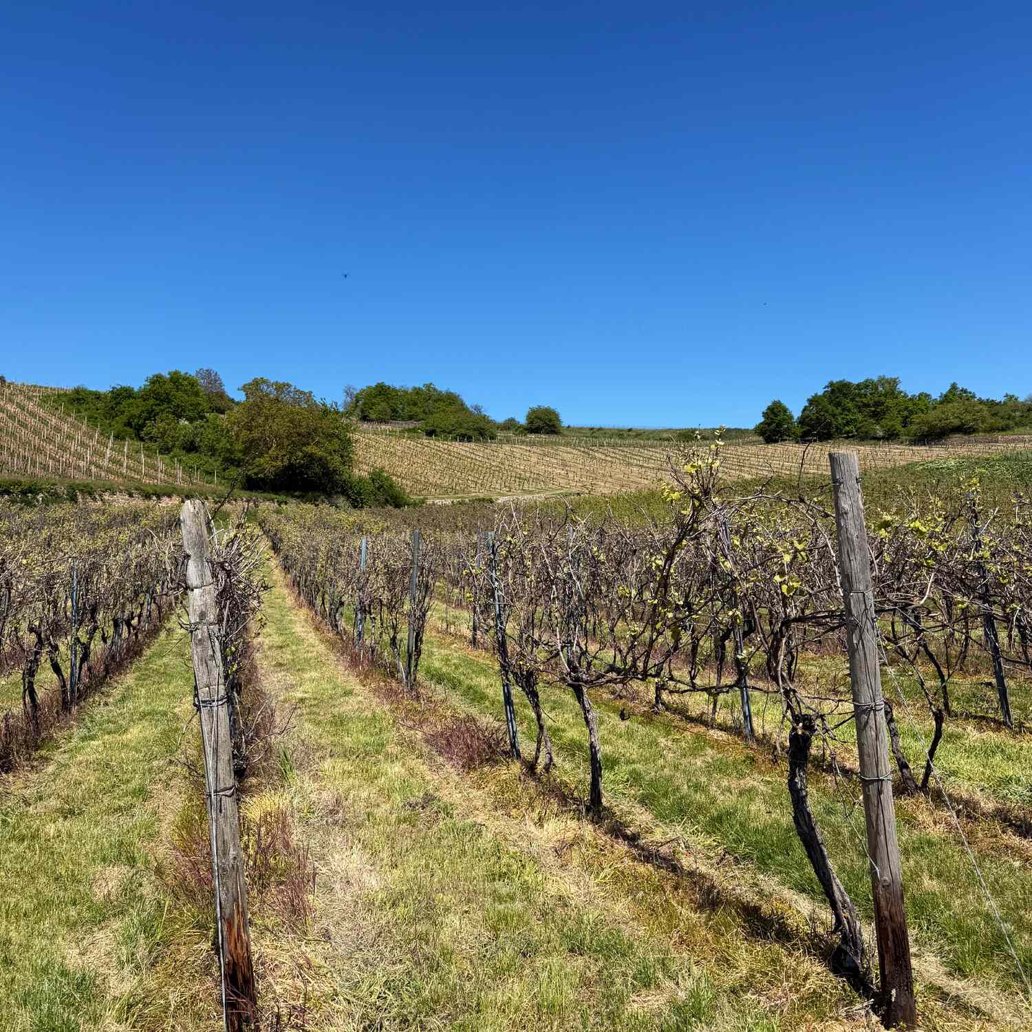 Geburtstag in Rheinhessen