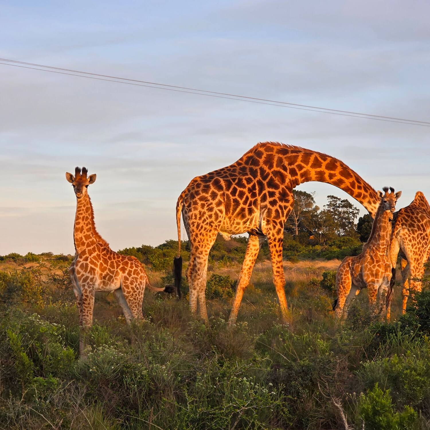 Gardenroute Southafrica 2025