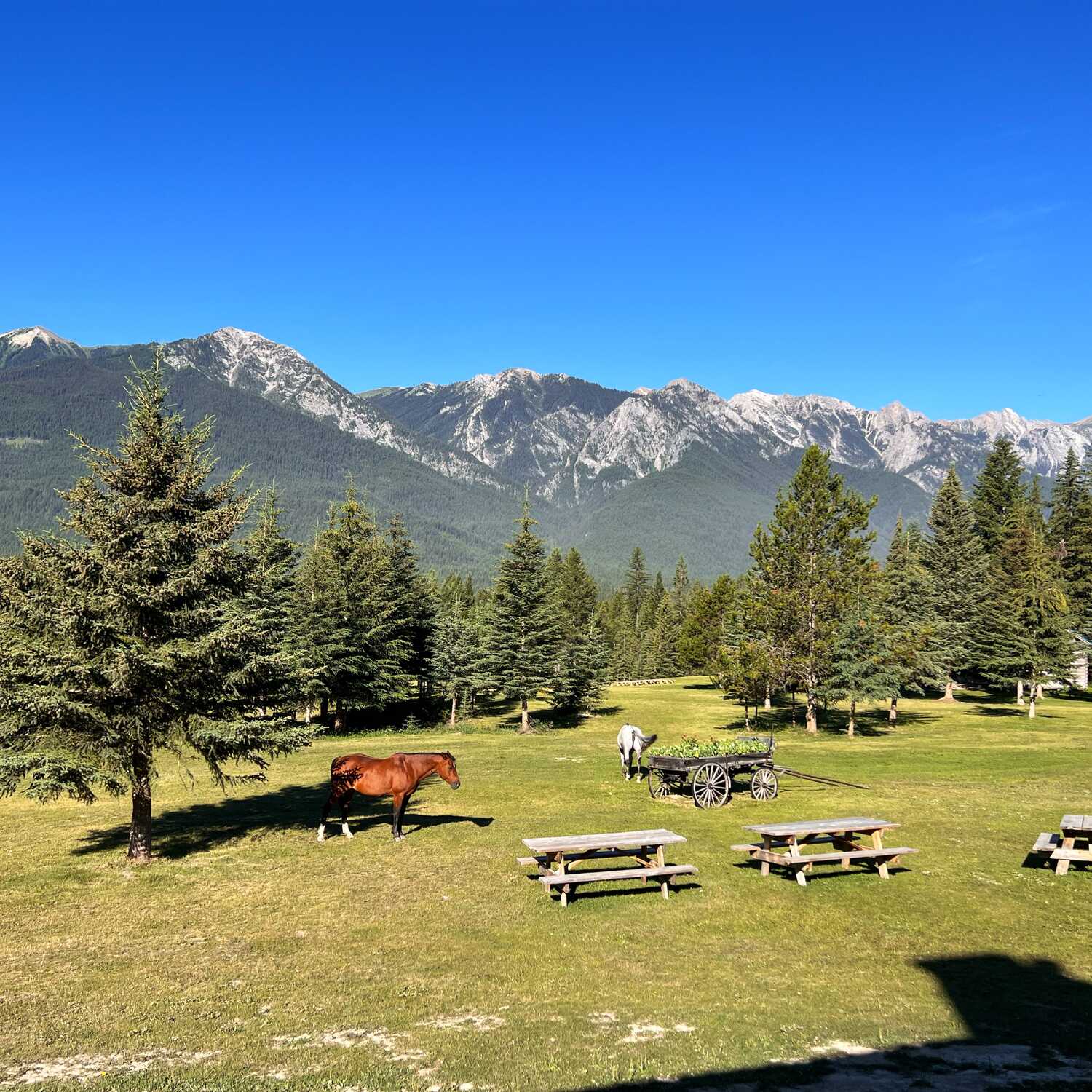 Kicking Horse