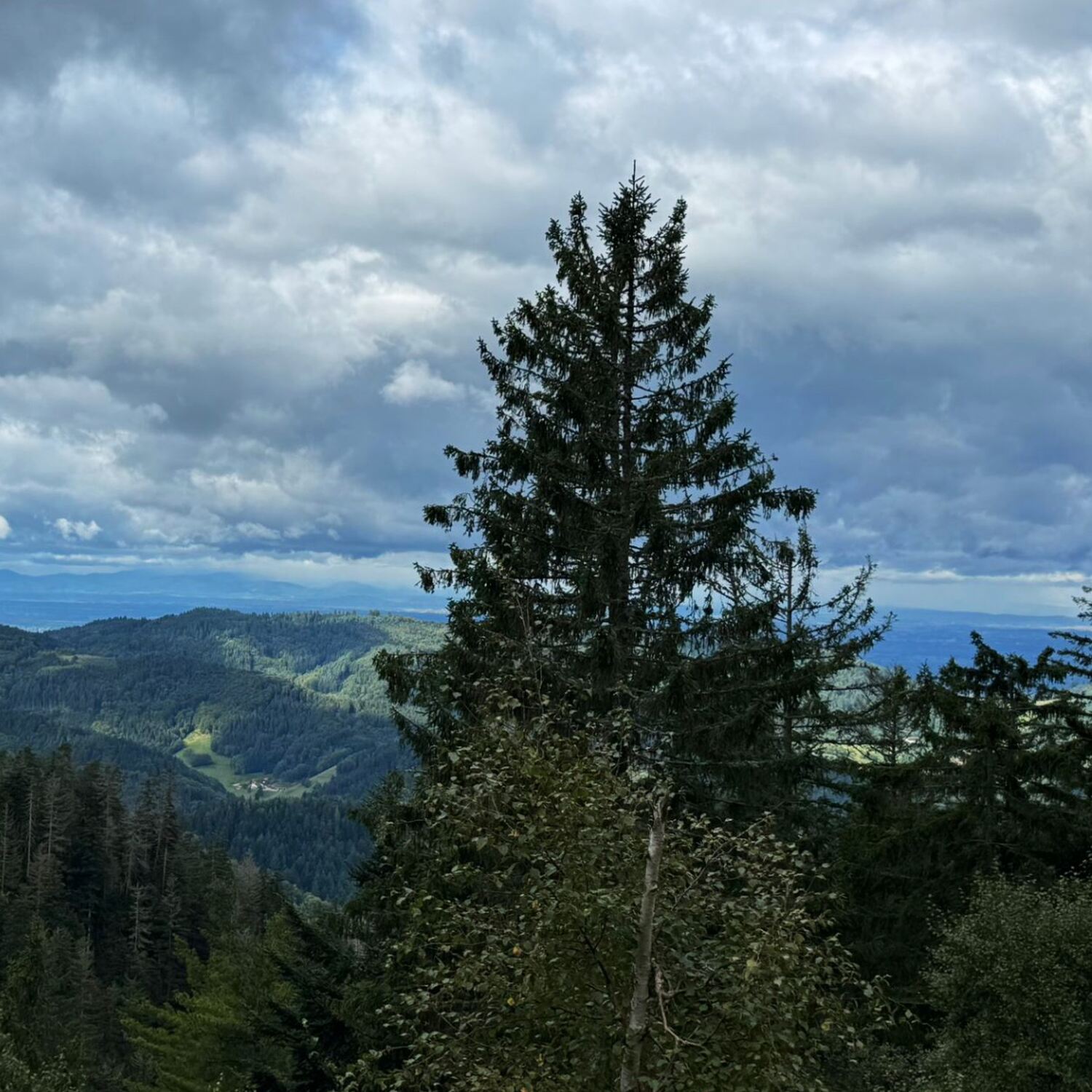 The NOT SO grand tour Hosianna