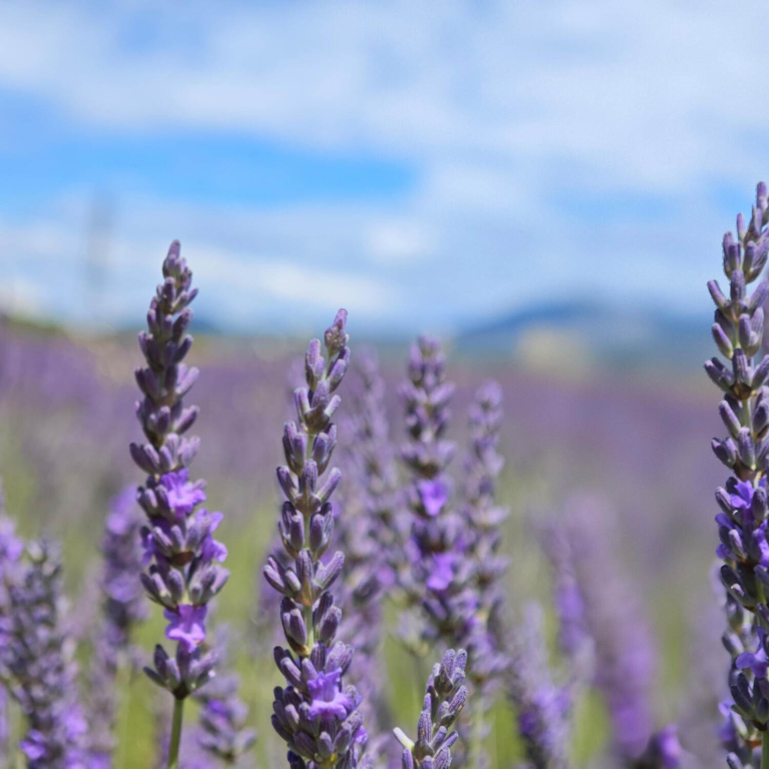 Durch die Provence