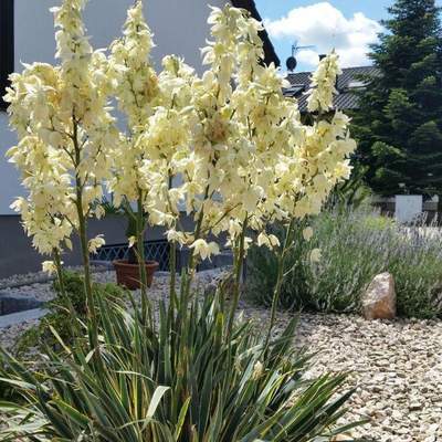 Rheinmünster-Söllingen