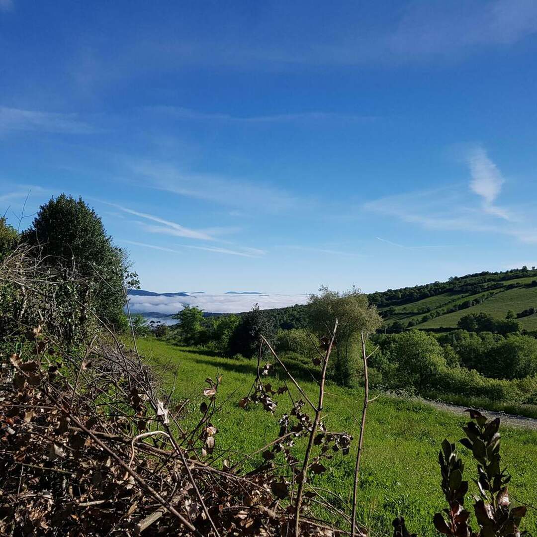 Camino