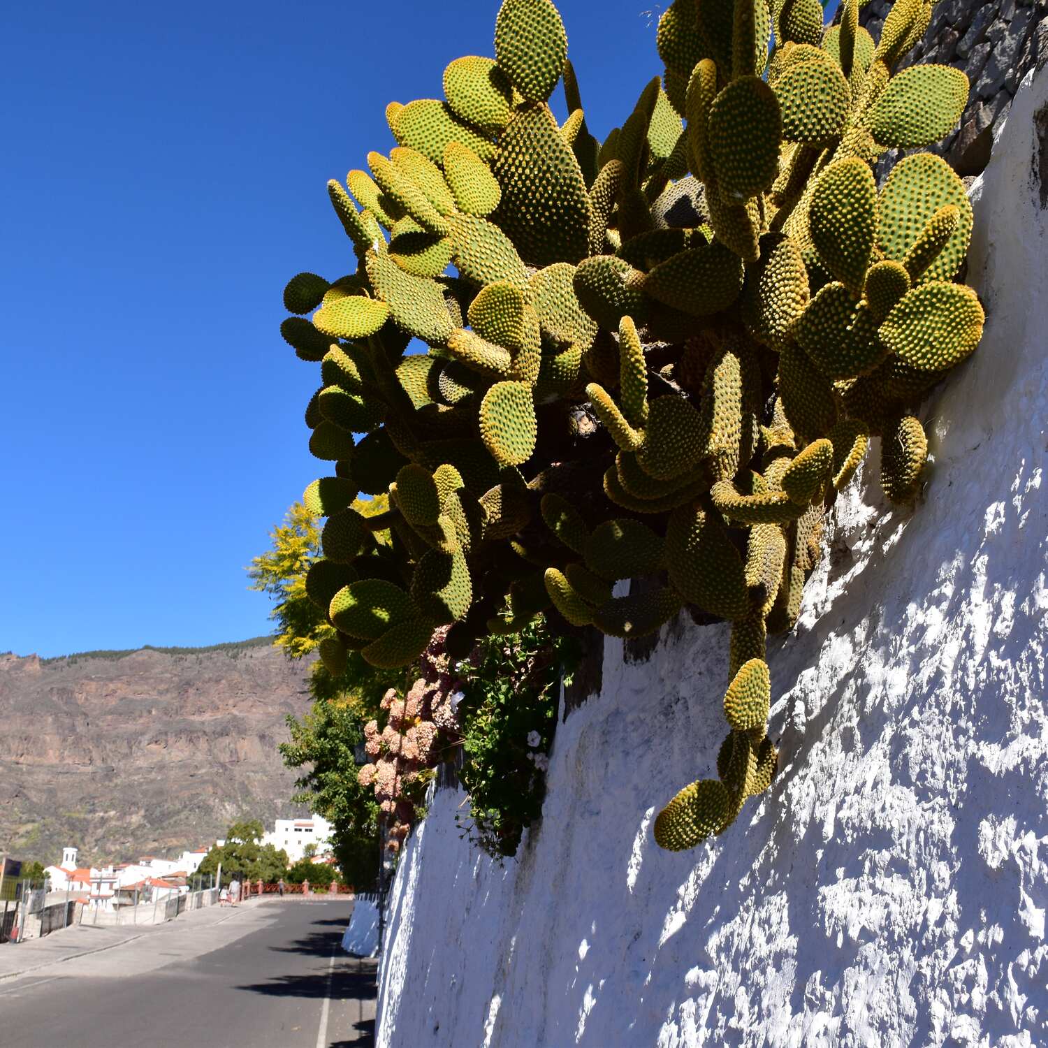 Cran Canaria