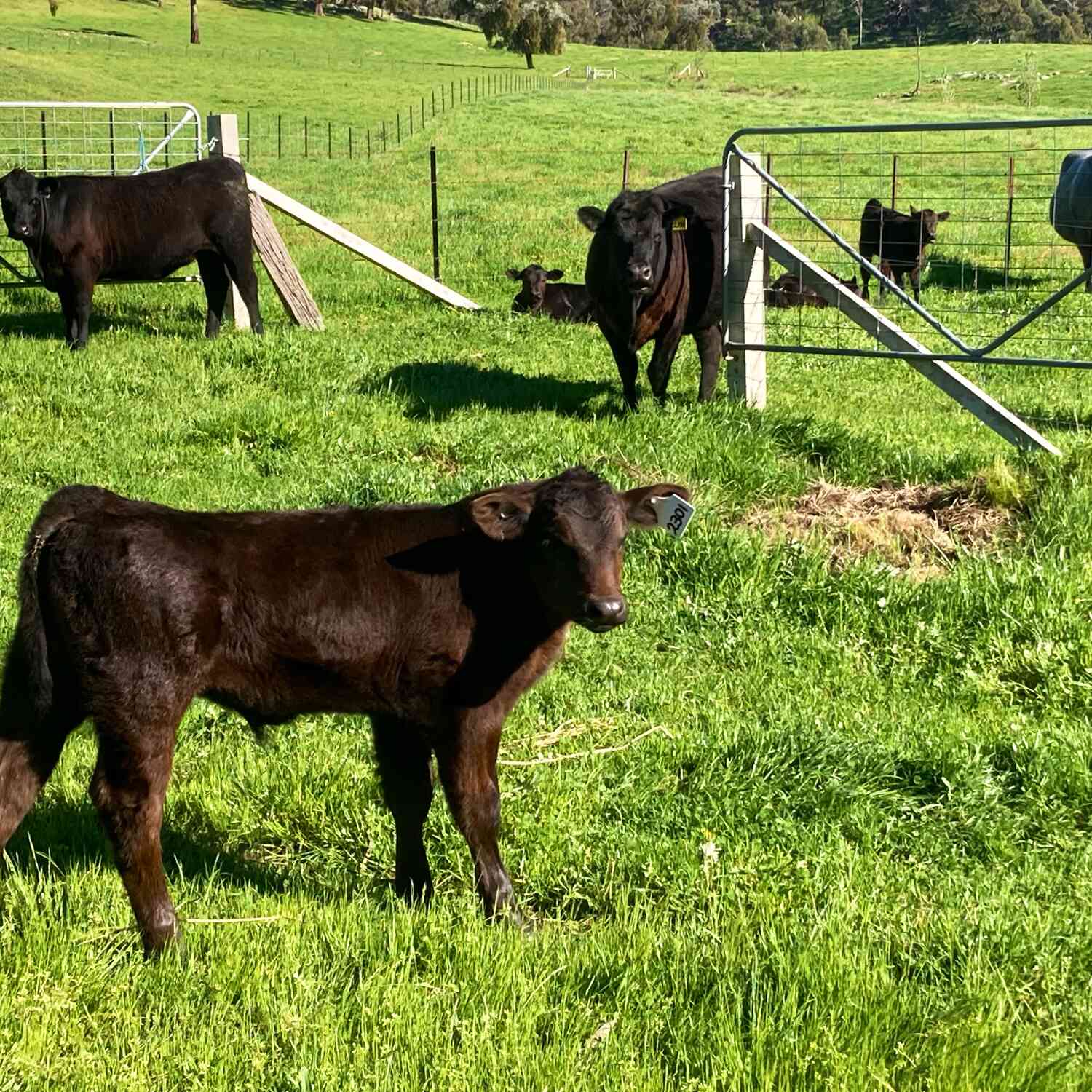 Twixt Tassie and New Zealand