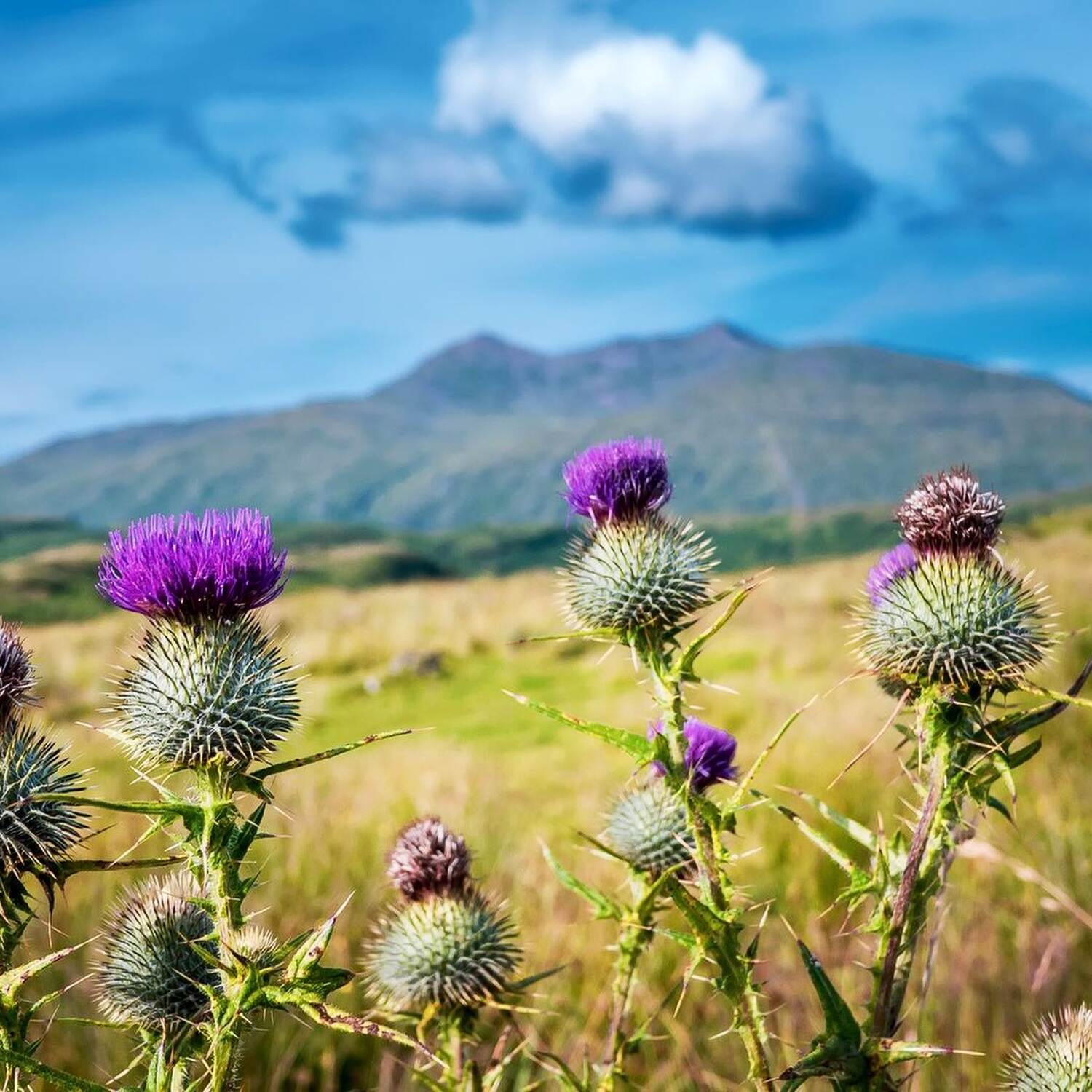A Highland Fling.