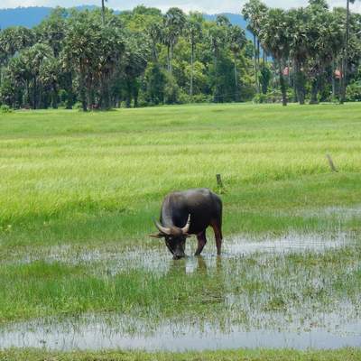 Kampot
