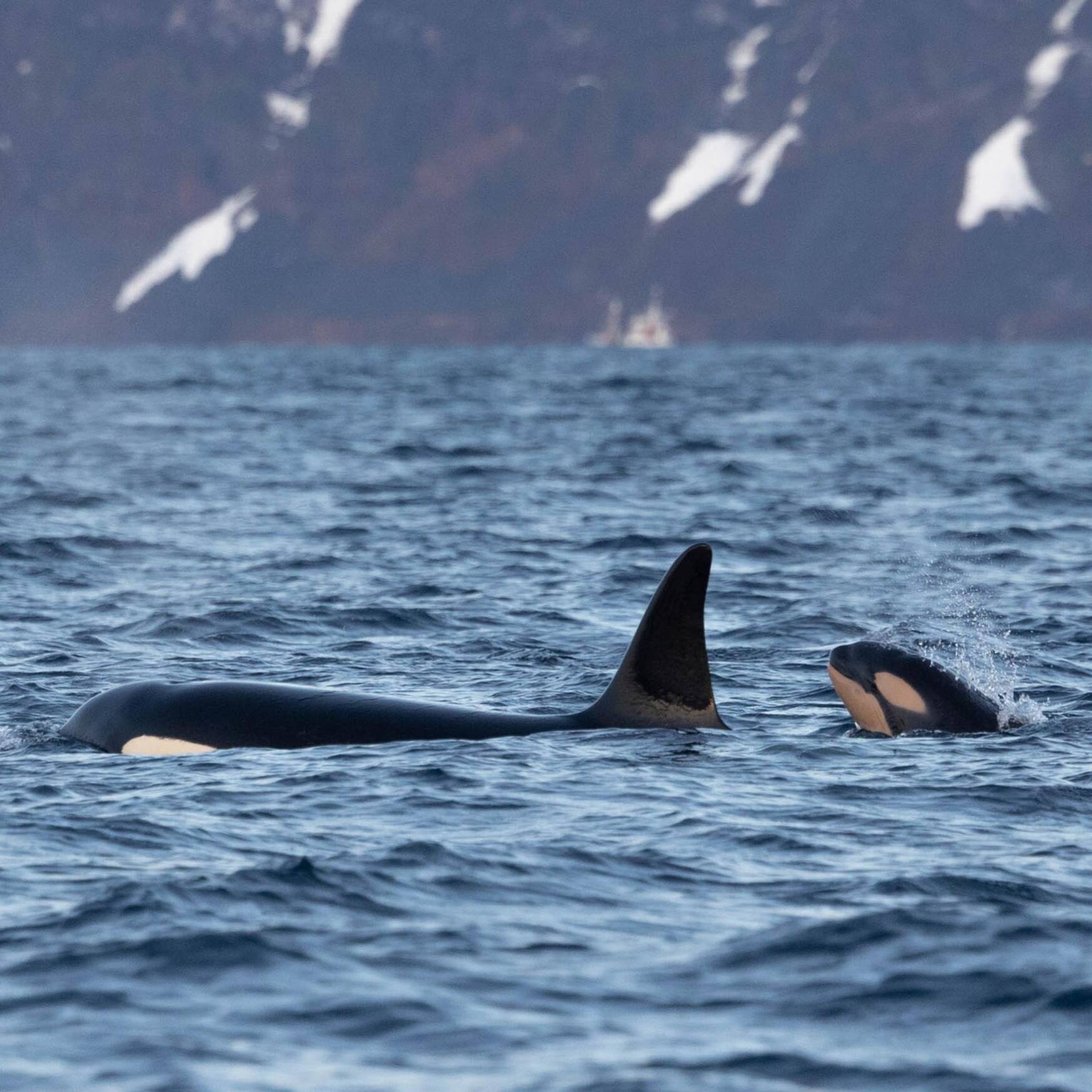 Schnorcheln mit Orcas