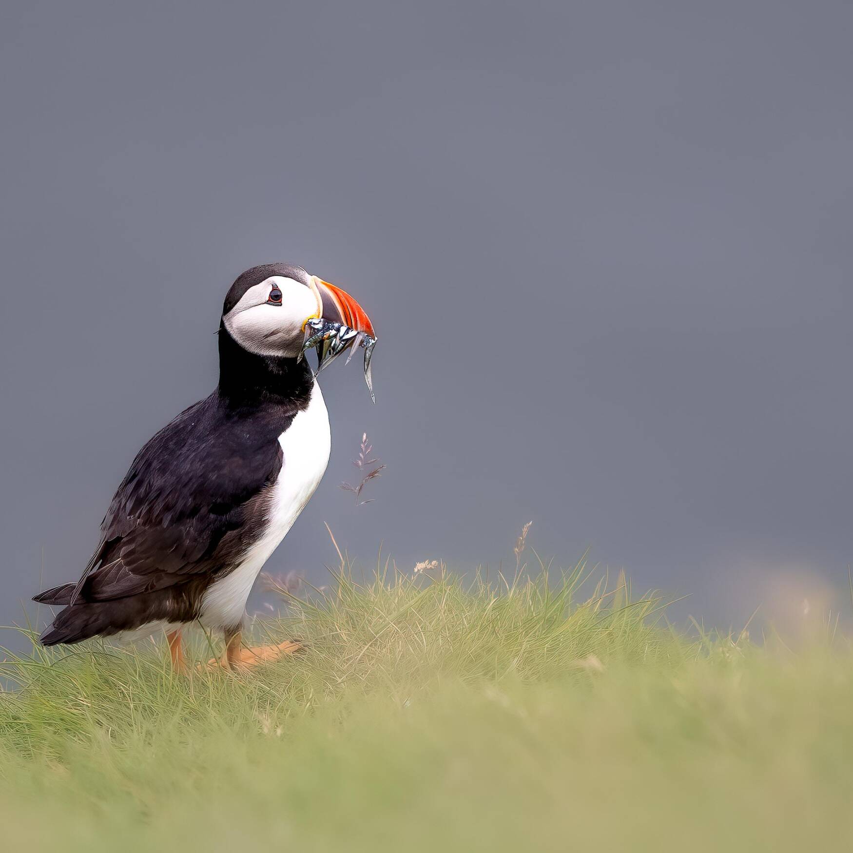 Grosse Island Reise 2024