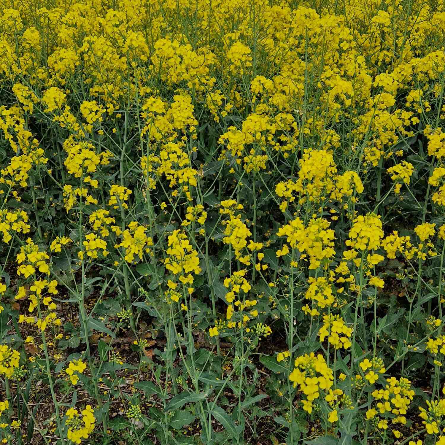 Heilbad Heiligenstadt