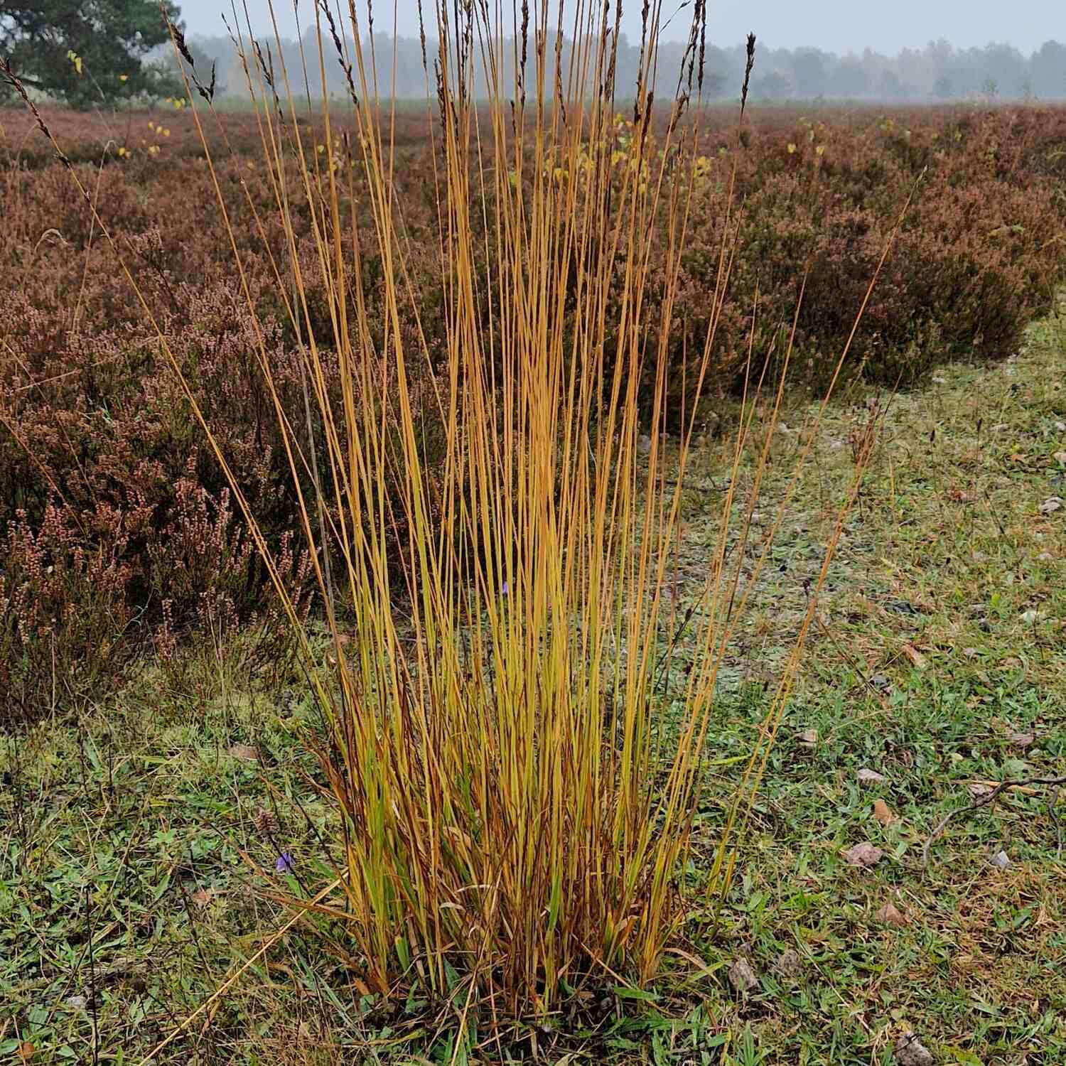 Wochenende in der Heide