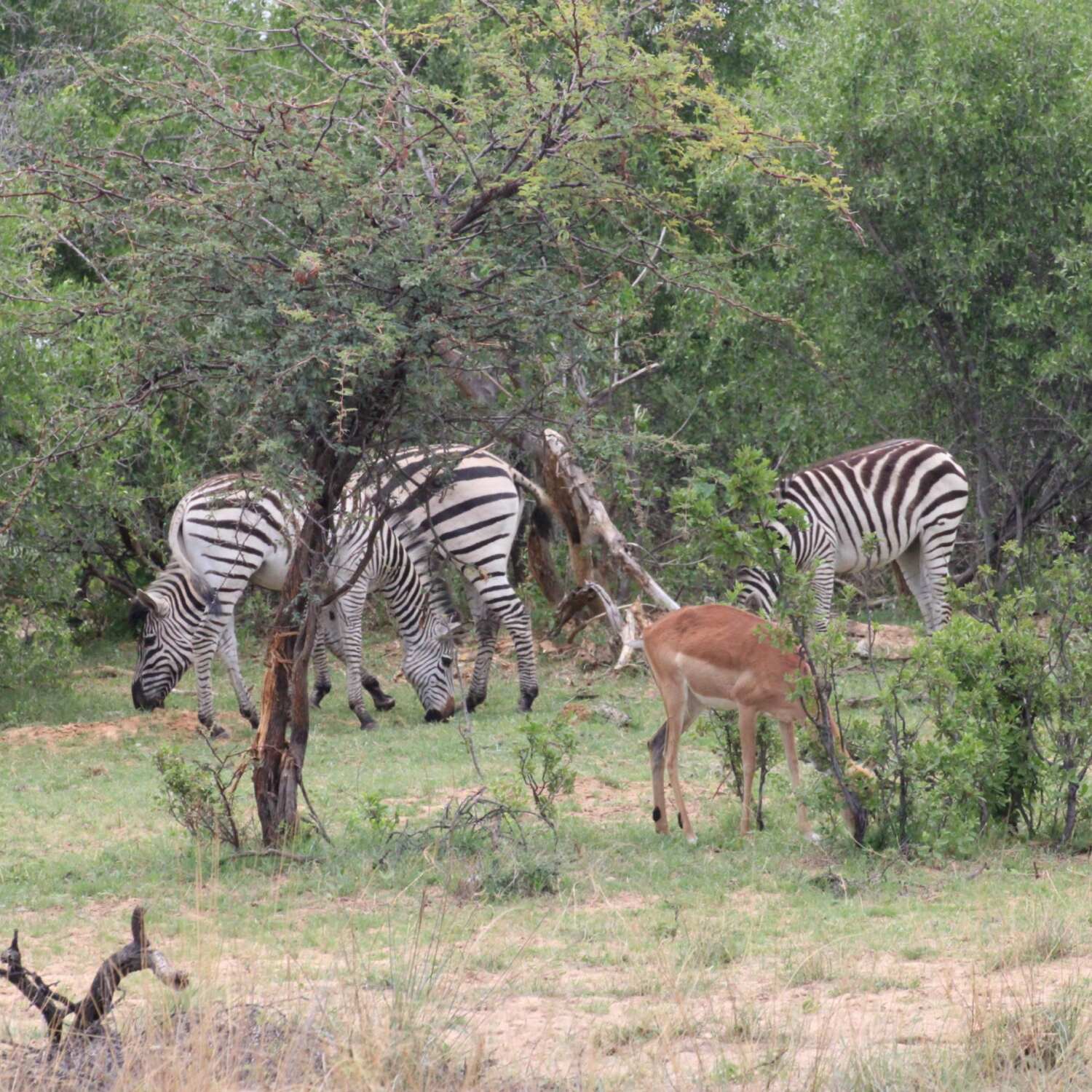 Namibia 2023