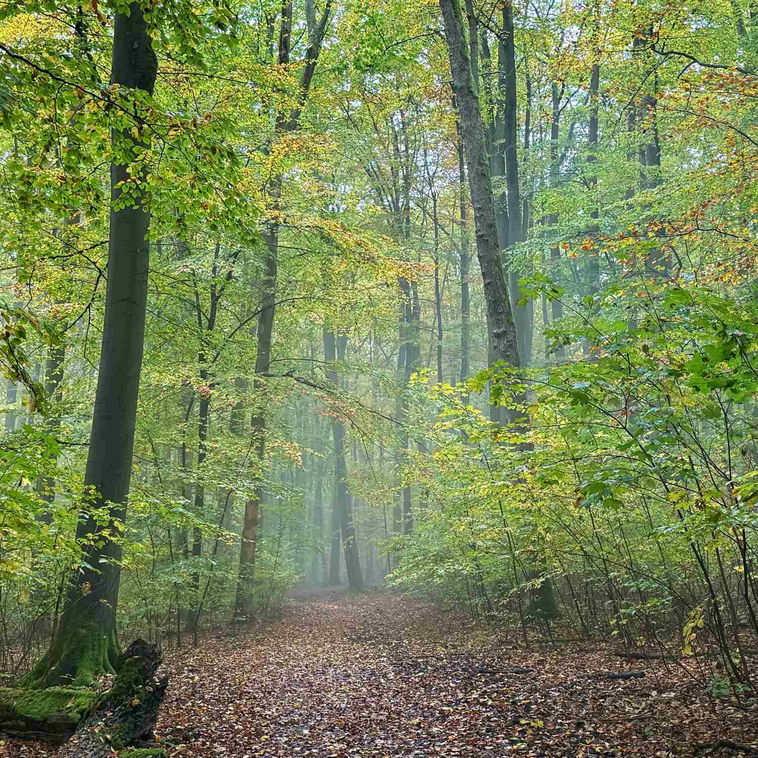 Nationalpark Hainich