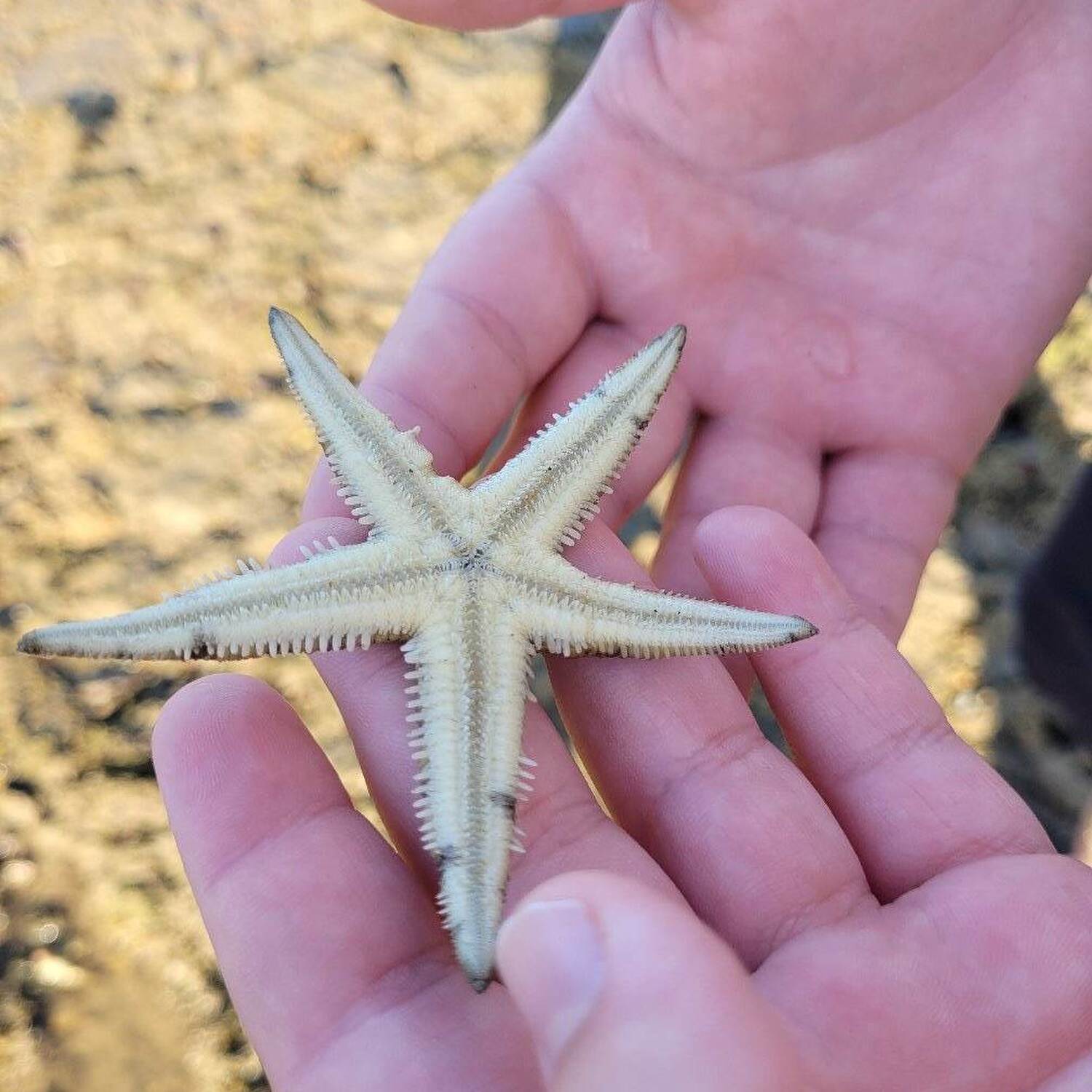 Weekend in Kurrimine Beach