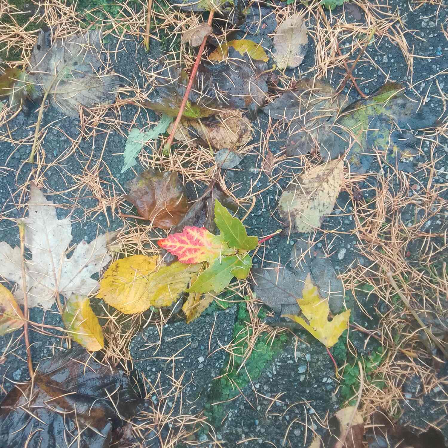 Ryton November 23