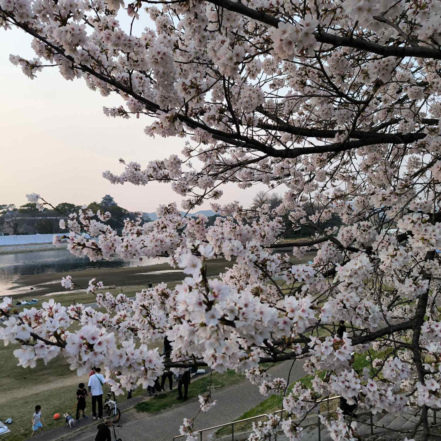 Asia 2026 #2 🍊🌸 🇯🇵🇰🇷