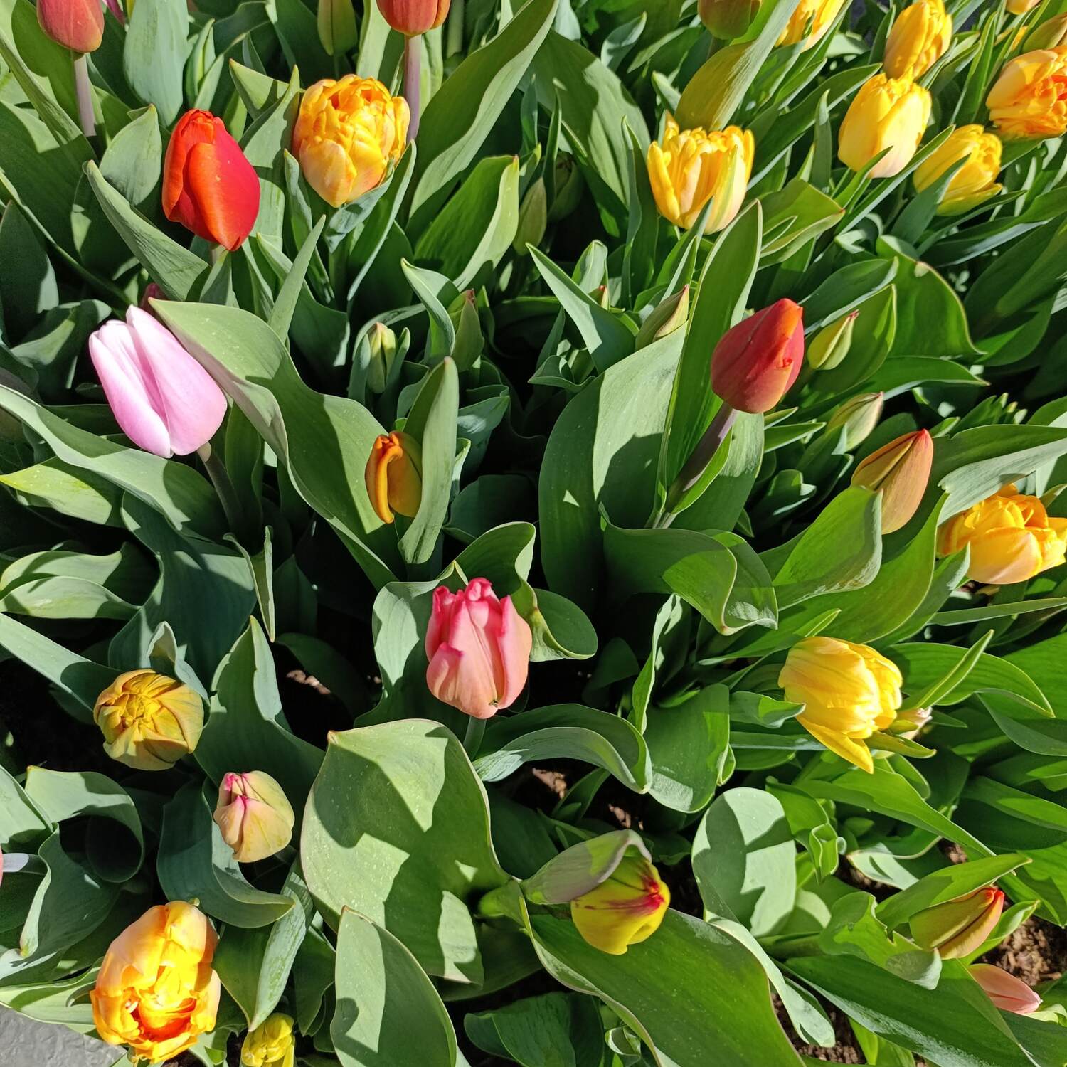 Med tulipani 🌷2026