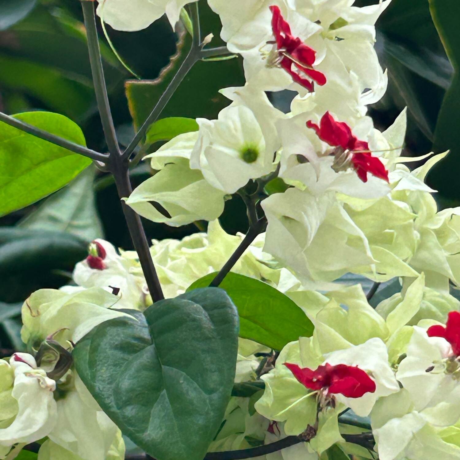 Januar-Sonne in Thailand