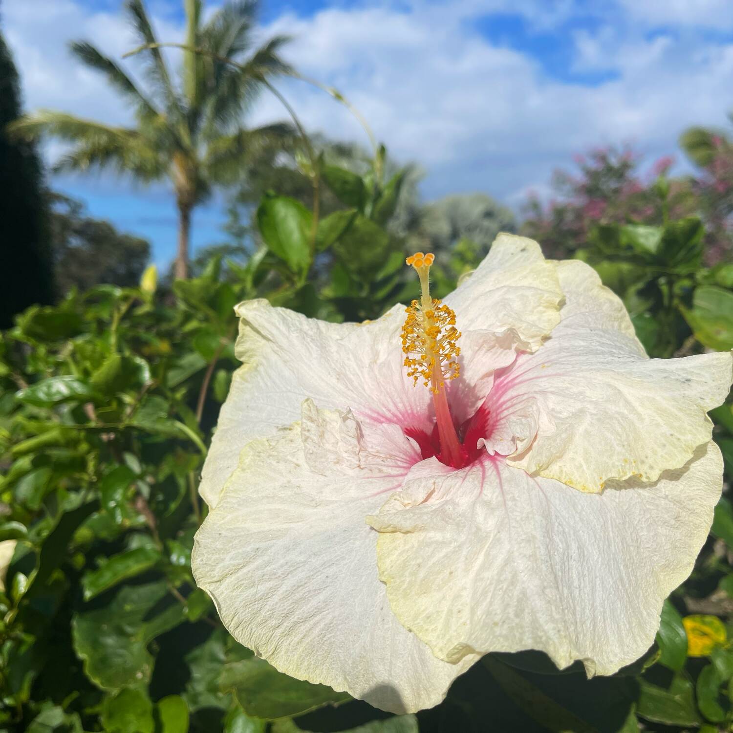 Rückbesuch Hawaii 2025