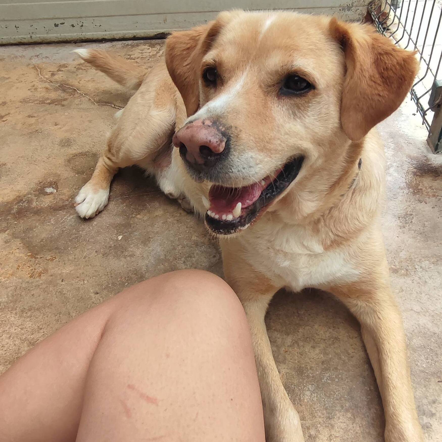 Volunteering at ARA 🐾