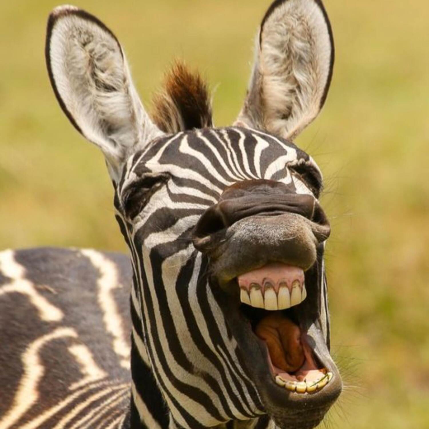 Südafrika