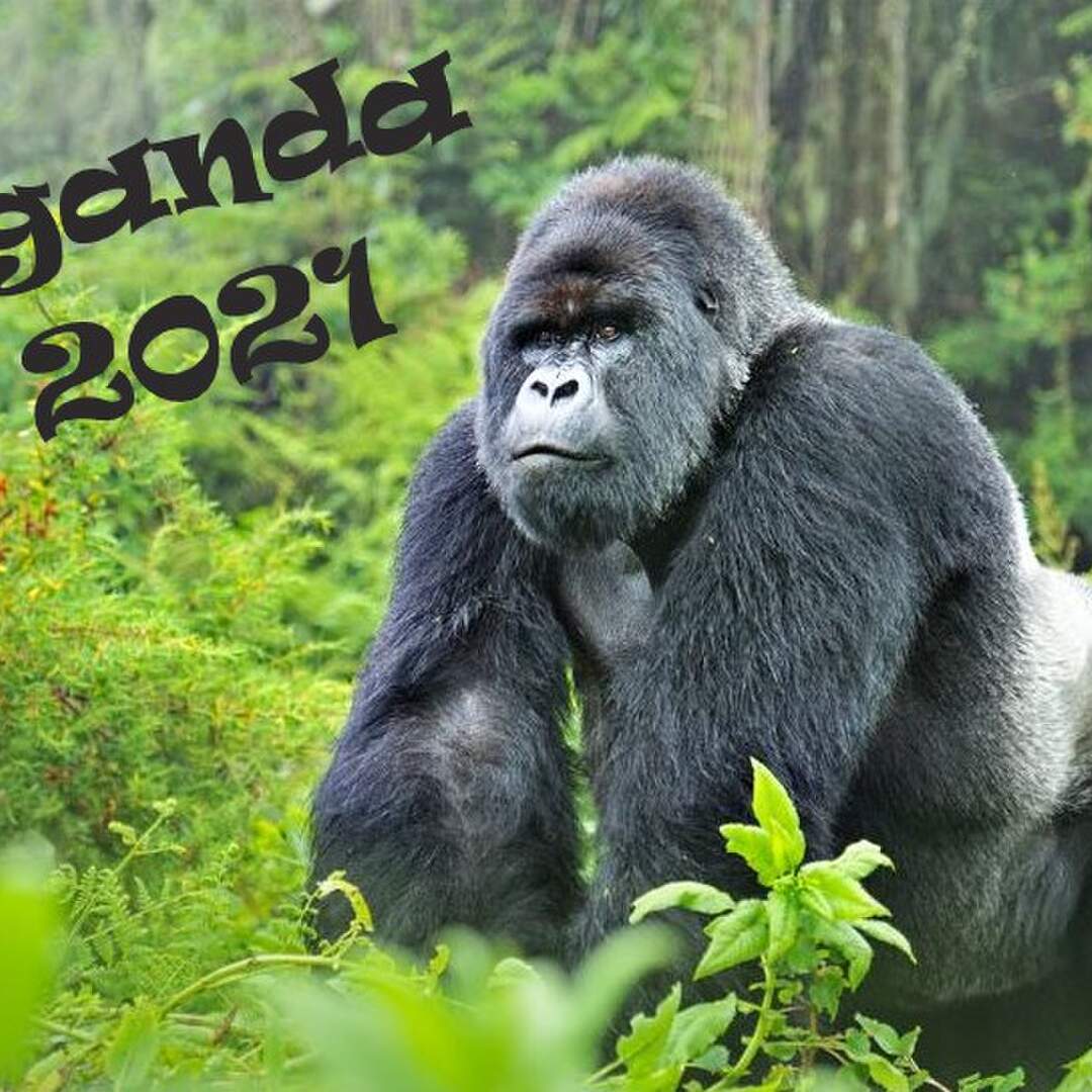 Wild Uganda 2021.